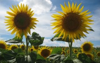 Sunflowers