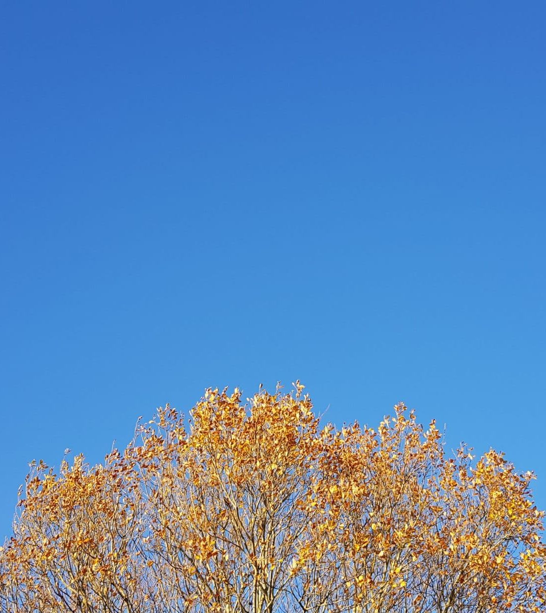 Tree Tree top and blue sky