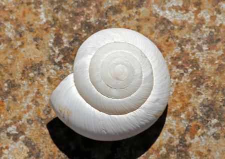 Shell